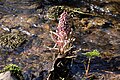 Petasites hybridus