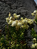 Phyllodoce glanduliflora