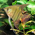 Pterophyllum leopoldi