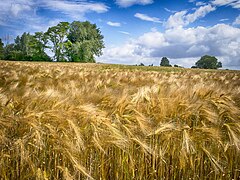 Barley field