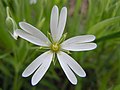 Wild white flower