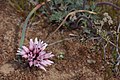 Allium robinsonii