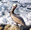 California Brown Pelican