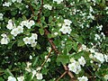 Crataegus monogyna subsp. brevispina