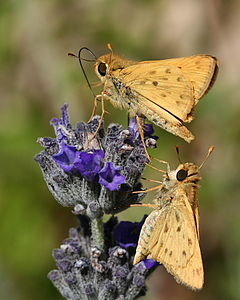 Hylephila phyleus (Fiery Skippers)