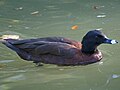 Sylvan Heights Waterfowl Park