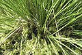 Tussock, with Sphagnum cuspidatum