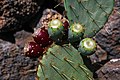 Opuntia engelmannii