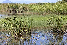 Parque Nacional da Restinga de Jurubatiba 25.jpg