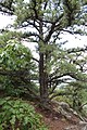 Tree, Pinnacle Rock, Connecticut