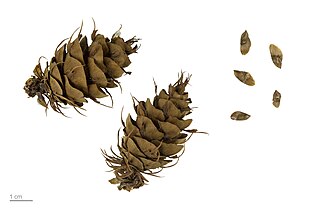 Seeds, Museum specimen