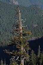 Old tree, Mount Rainier National Park