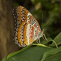 Butterfly - Bortenfalter (Cethosia biblis)