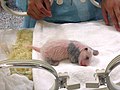 One week old Giant Panda /Oso Panda de una semana de edad