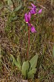 Dodecatheon conjugens