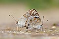 * Nomination Mating pair of Junonia orithya (Linnaeus, 1758) - Blue Pansy (2) WLB --Anitava Roy 15:42, 17 August 2024 (UTC) * Promotion  Support Good quality. --Sebring12Hrs 17:46, 17 August 2024 (UTC)