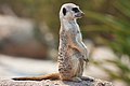 36 Meerkat feb 09 uploaded by Fir0002, nominated by The High Fin Sperm Whale