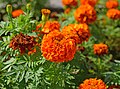 * Nomination Moscow - Tagetes flower --Юрий Д.К. 17:24, 16 August 2024 (UTC) * Promotion  Support Good quality. --Екатерина Борисова 01:50, 18 August 2024 (UTC)