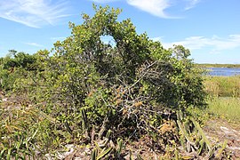 Parque Nacional da Restinga de Jurubatiba 10.jpg