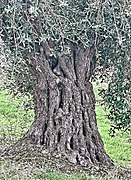 PikiWiki Israel 74003 old olive tree.jpg