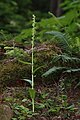 Platanthera stricta