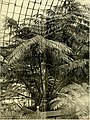 "The_Gardeners'_chronicle_-_a_weekly_illustrated_journal_of_horticulture_and_allied_subjects_(1905)_(14597842869).jpg" by User:Fæ