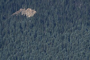 Abies procera