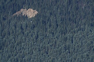 Forest, Mount Rainier National Park