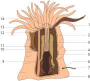 Actiniaria anatomy