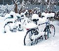 Bicycles in the snow near the campus