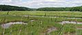 Bride Brook saline marshes