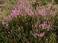 English: Heather (Calluna vulgaris) is the provincial flower of Västergötland. Svenska: Ljung är Västergötlands landskapsblomma.