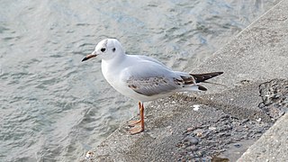 Previous year's first-wintered Black-headed Gull with remains of juvenile plumage on the Rhine in Basel