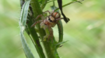 Female jumping spider (Plexippoides doenitzi) with caterpillar