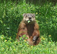 Marmota monax, Ottawa, Ontario