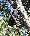 Buteo albonotatus (cat.)