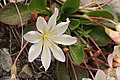 Lewisia tweedyi