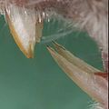 Shows species spesific notch in upper front teeth.