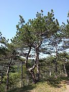 Pinus nigra (subsp. nigra) sl1.jpg