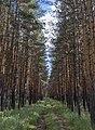 * Nomination: Pine forest at the sharp hill. Yenbekshilder District, Akmola Region, Kazakhstan. By User:Ivan ideia --Красный 06:19, 15 August 2024 (UTC) * * Review needed