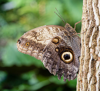 Caligo memnon (Giant Owl)