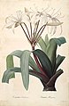 Crinum erubescens, 1802-1815