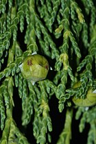 Cupressus nootkatensis