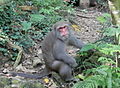 Macaca cyclopis (cat.)