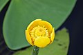 Lago Fimon, fiore di ninfea gialla