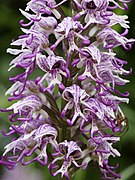   Orchis simia