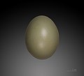   Egg