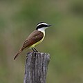 Great kiskadee (Pitangus sulphuratus), Crooked Tree Wildlife Sanctuary