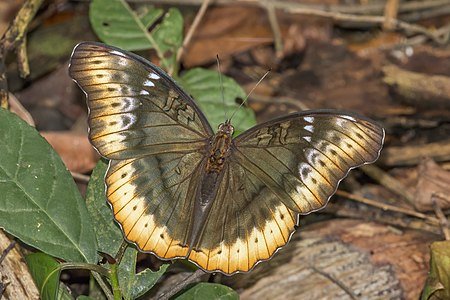 Scalloped yellow glider (Cymothoe fumana fumana) female