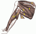 Deep muscles of upper arm, numbers added